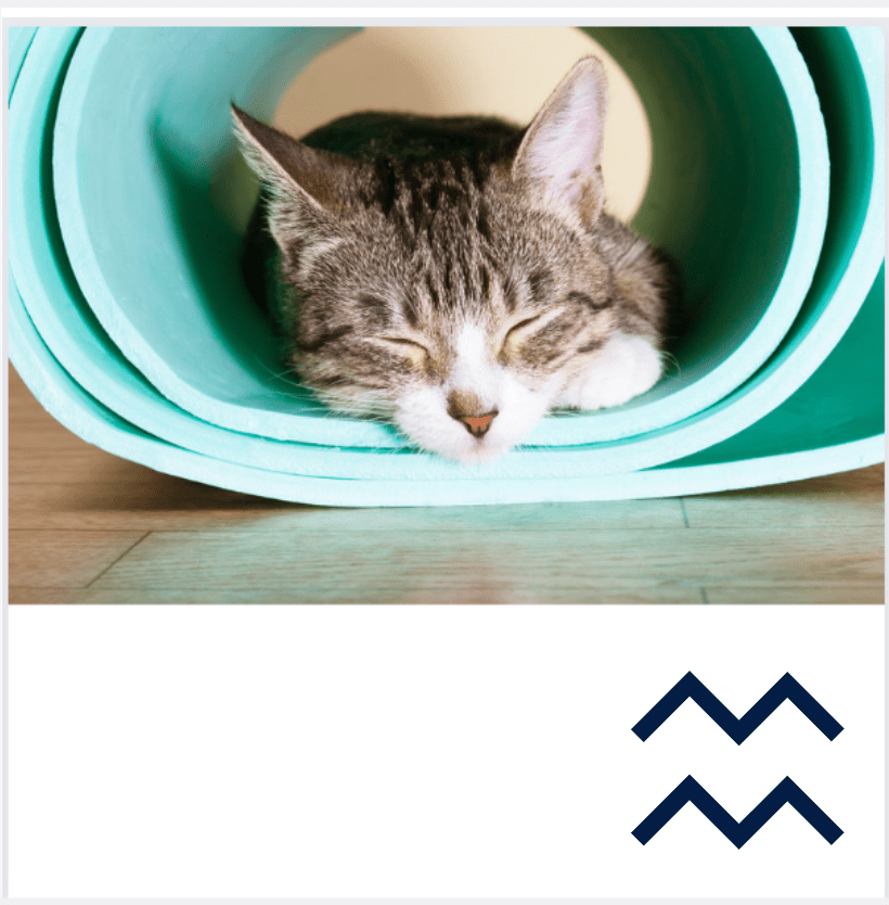 Kedi, meditasyon, yoga ve&nbsp;zen